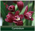 cymbidium