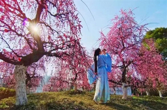 Places to Enjoy Plum Blossoms in Hunan-Hunan Government Website ...