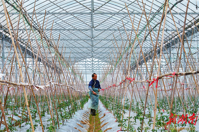 Hunan Farm Hunan Government Website International-enghunan.gov.cn Farmers Busy ...