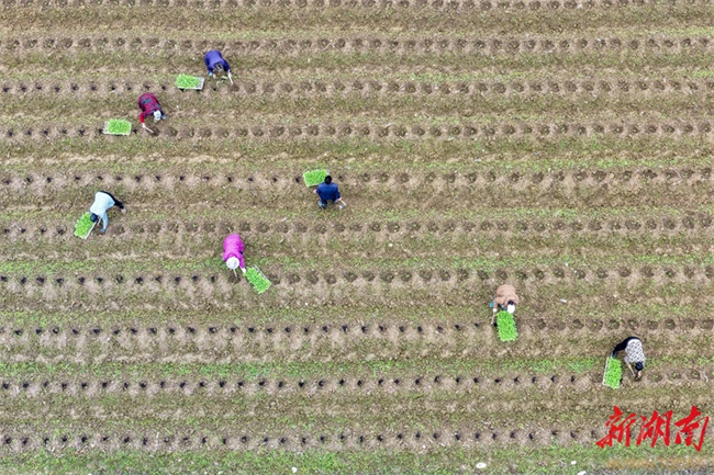 Hunan Farm Hunan Government Website International-enghunan.gov.cn Farmers Busy ...